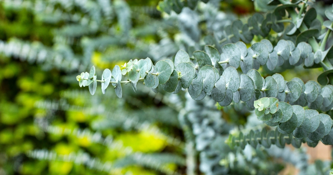 Eukalyptus 