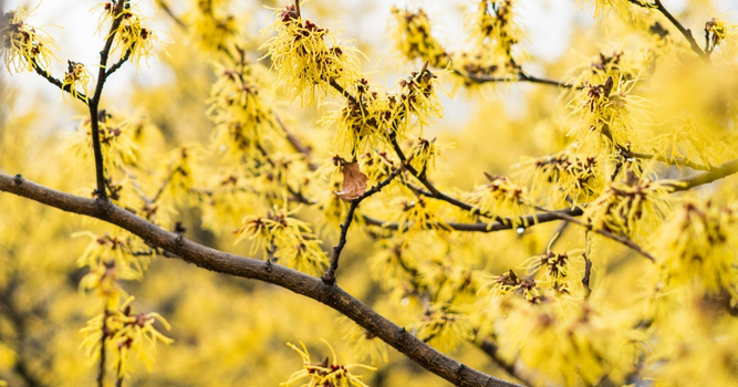 Hamamelis
